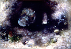 10-BLENNY-300x207.jpg