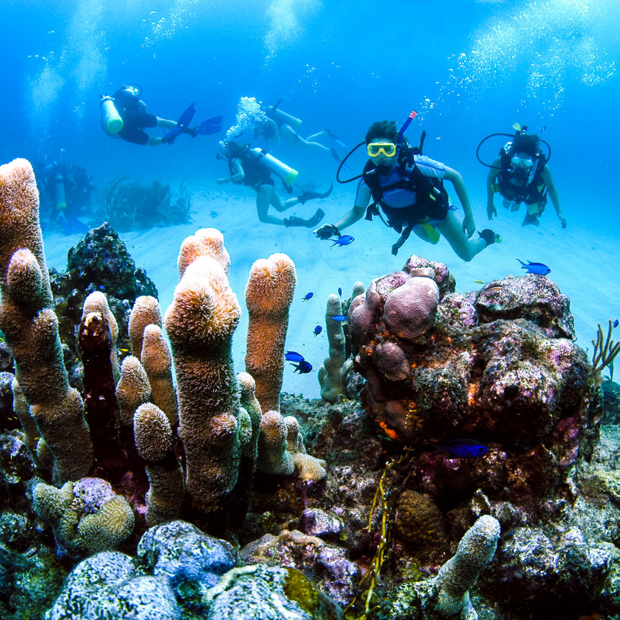 scuba_dive_coral_reef