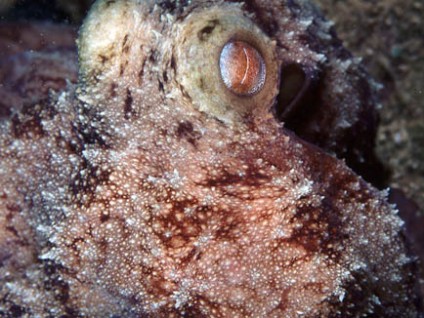 Octopus2
