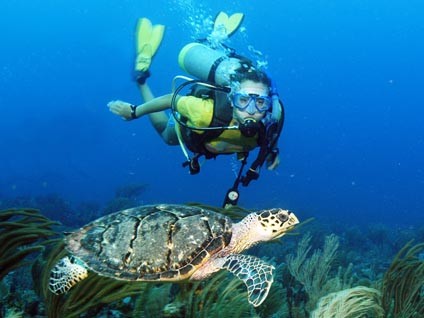 SCUBA_Turtle