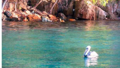 A pelican is swimming in the water near a rocky shore.