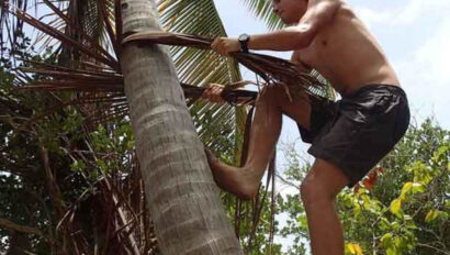 A man climbing up a palm tree.