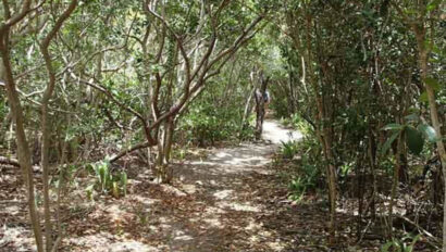 A trail through a wooded area with bushes and trees.