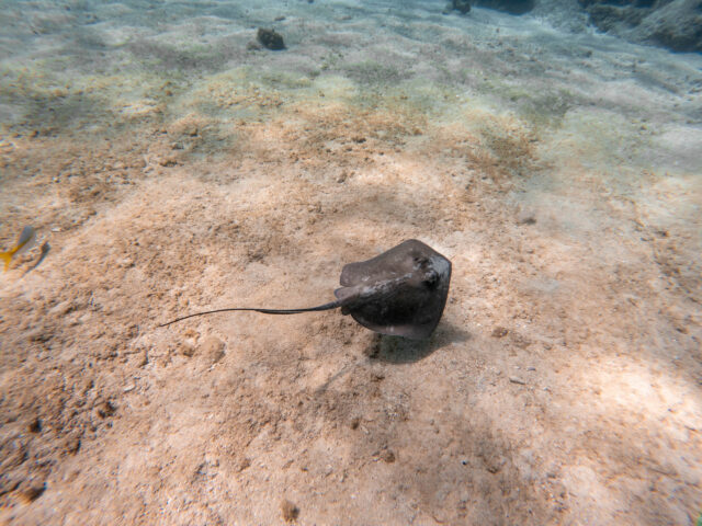 A stingray swimming in the water.