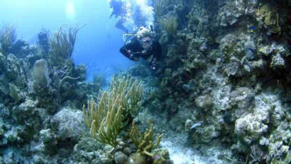 A group of scuba divers on a coral reef.
