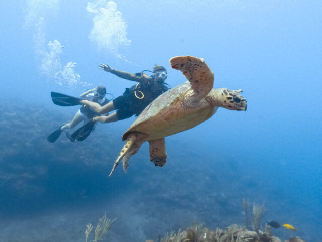 Divers swimming with a sea turtle.