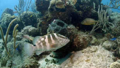 A fish swims in the water near a coral reef.