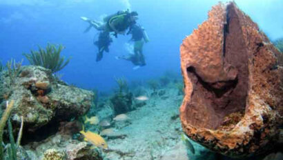 Scuba divers swimming under water.