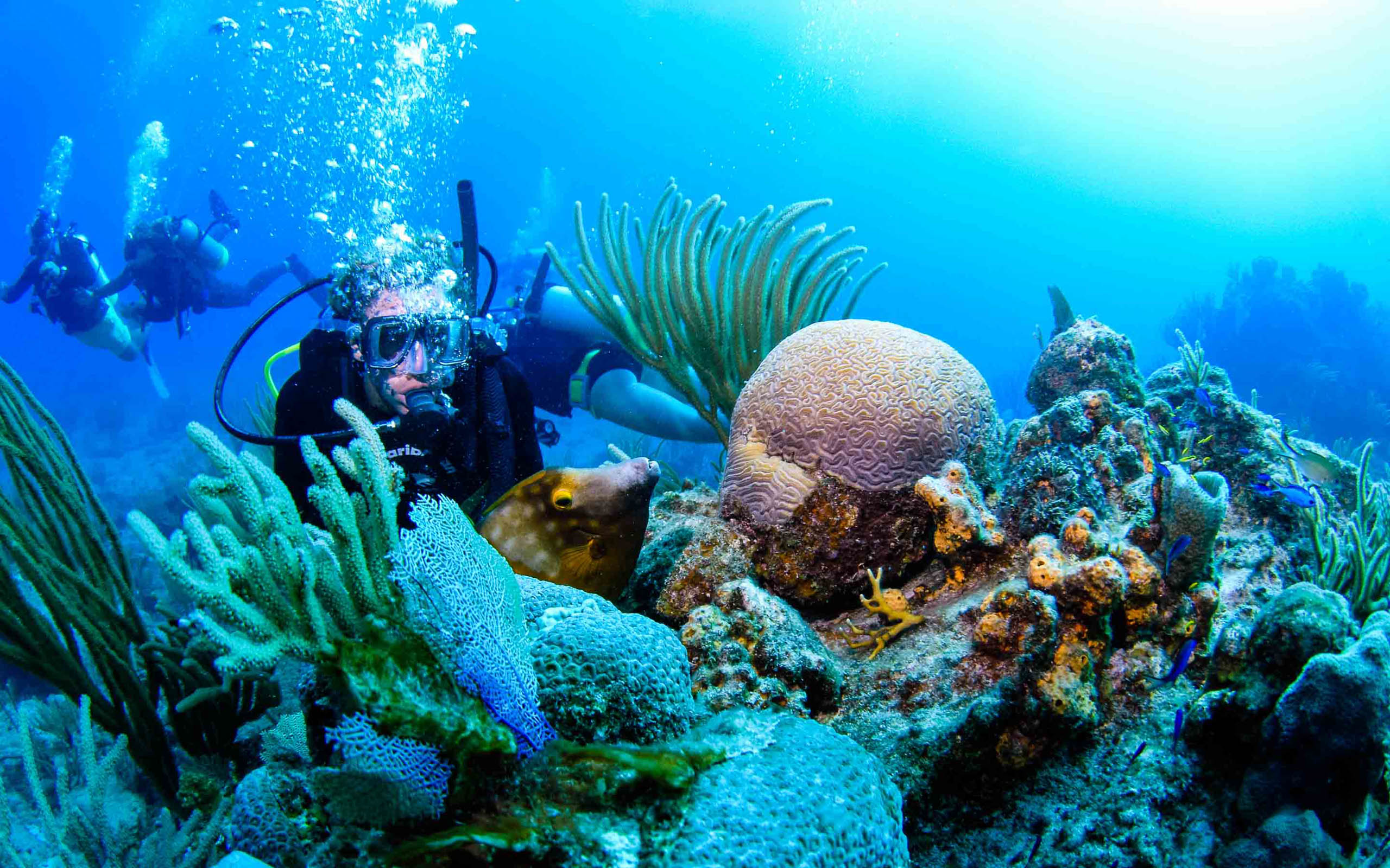 Scuba divers on a coral reef.