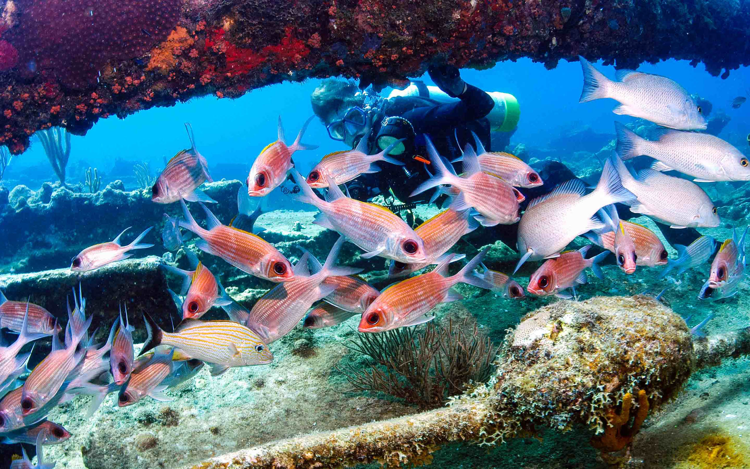 A group of scuba divers on a wreck.