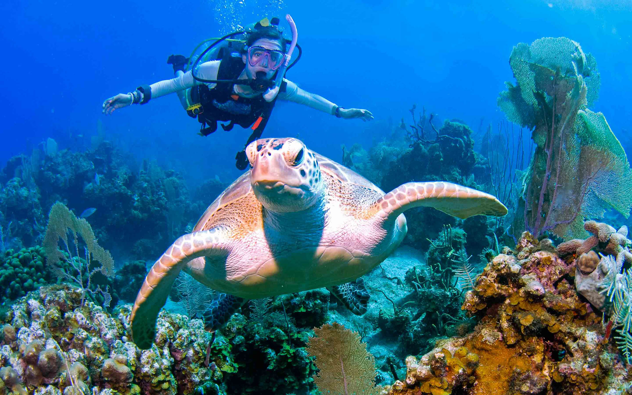 A woman scuba diving with a turtle.