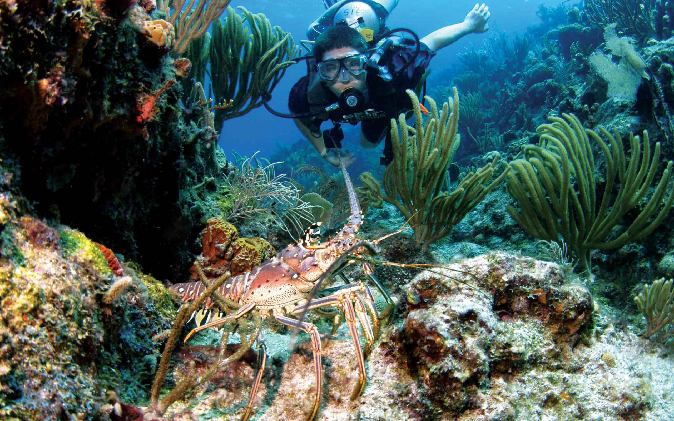 A scuba diver scuba diving with a lobster.