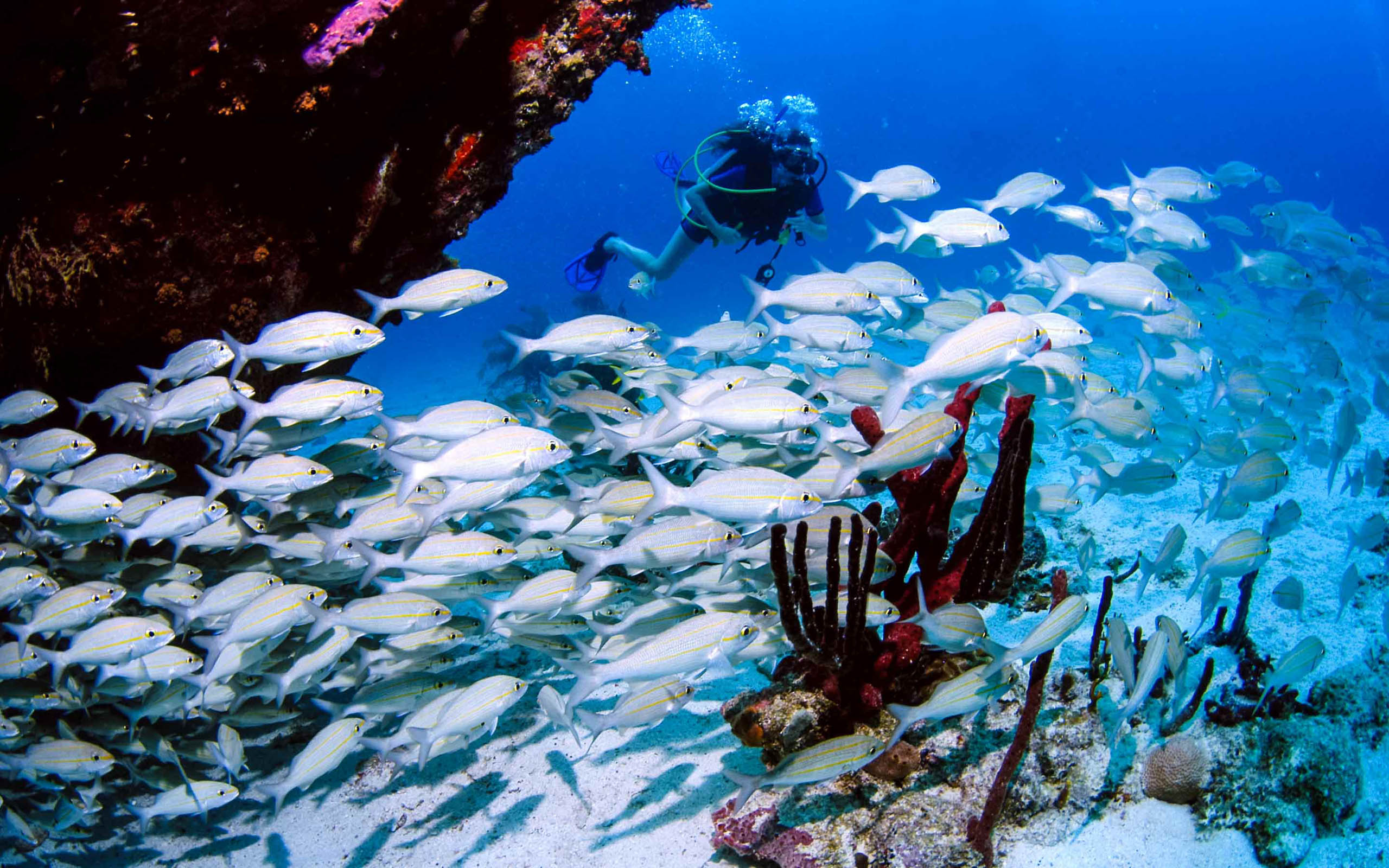 A scuba diver swims through a school of fish.