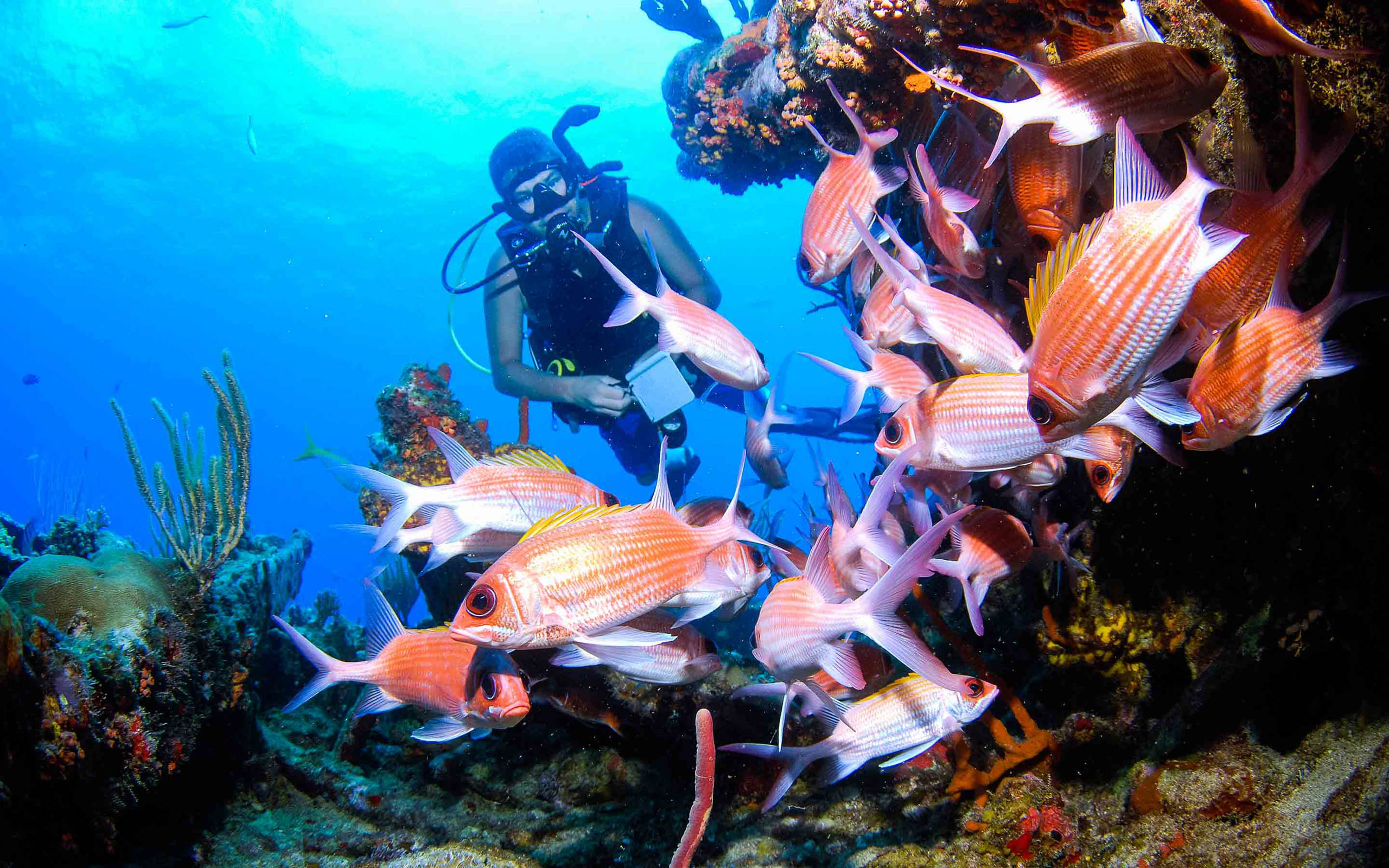 A scuba diver with a group of pink fish.
