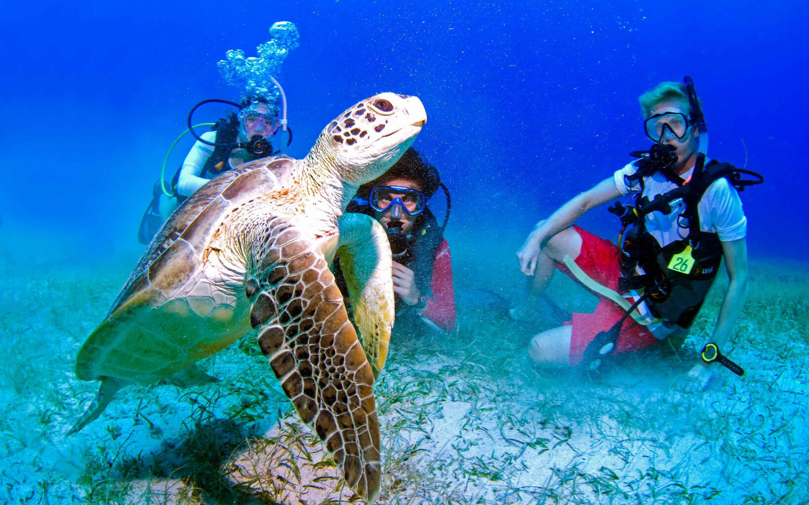 A group of people scuba diving with a turtle.
