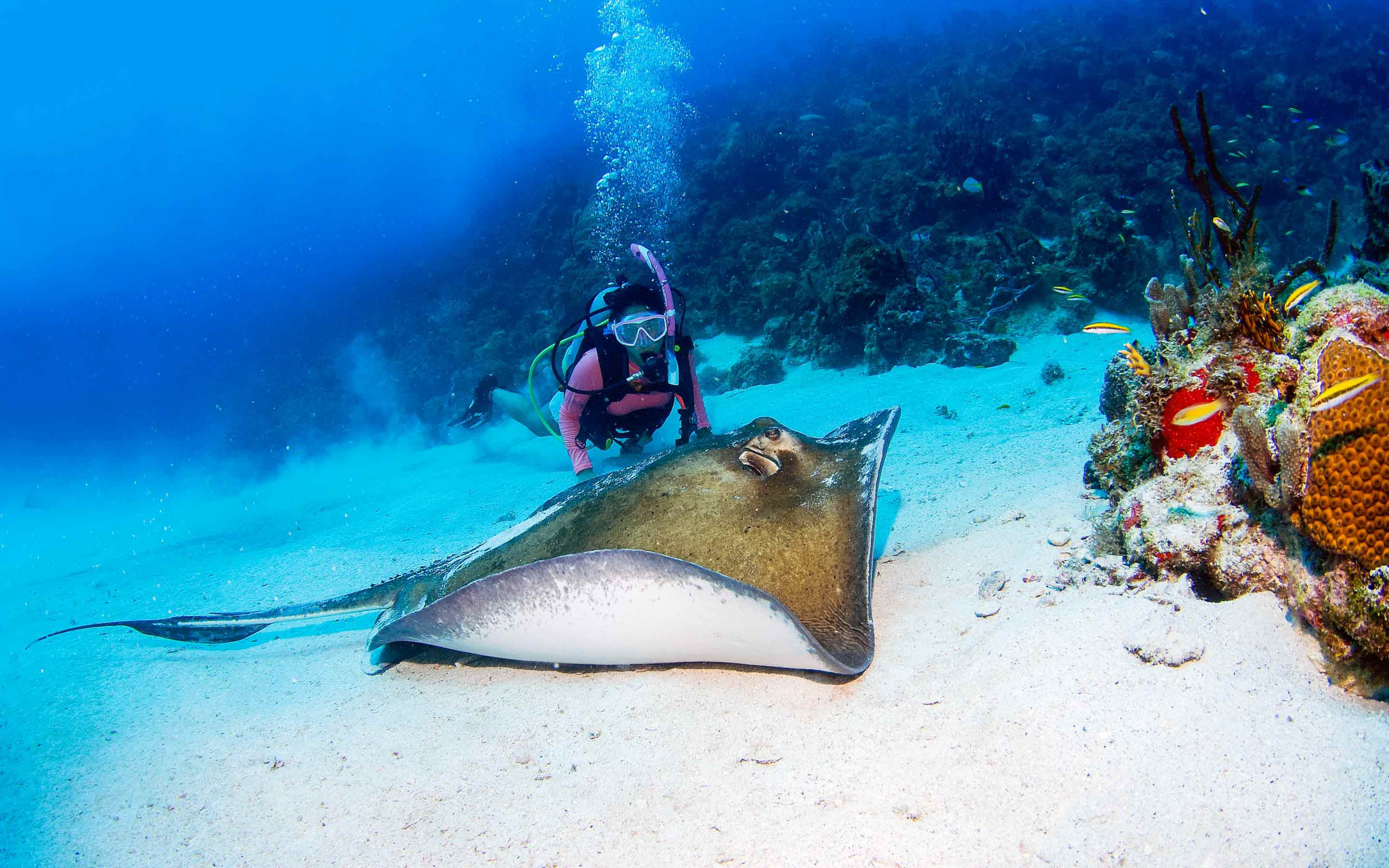 A scuba diver scuba diving with a sting ray.