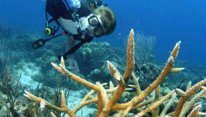 A person scuba diving near a coral reef.