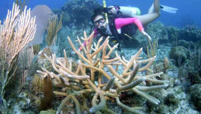 A woman scuba diving near a coral reef.