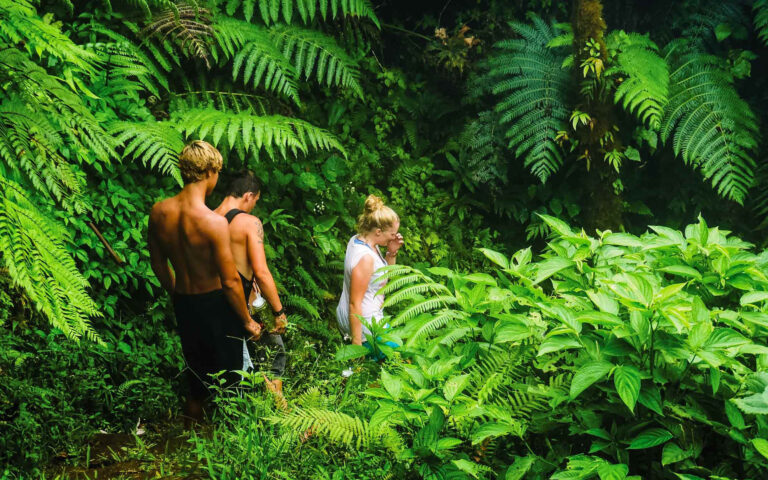 A group of people walking through a lush jungle.