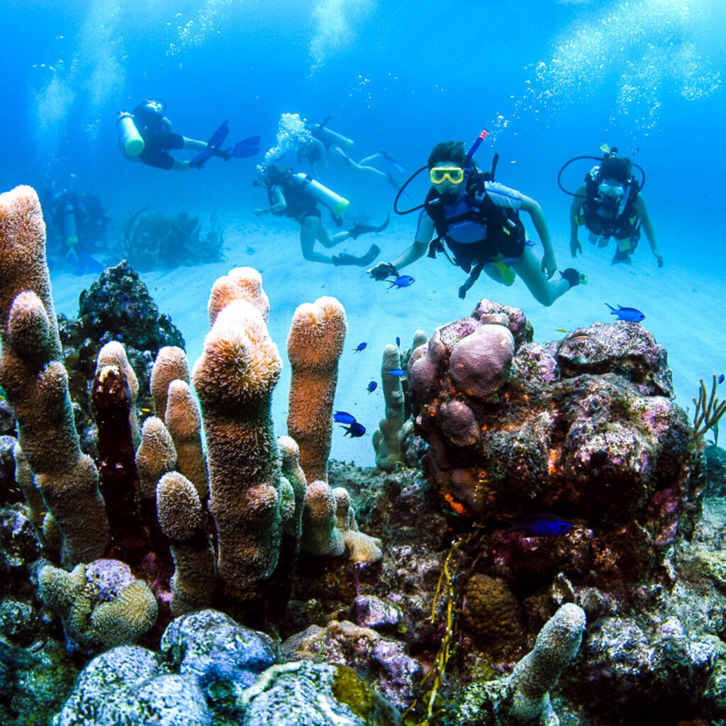 Scuba divers under water with corals and fish.