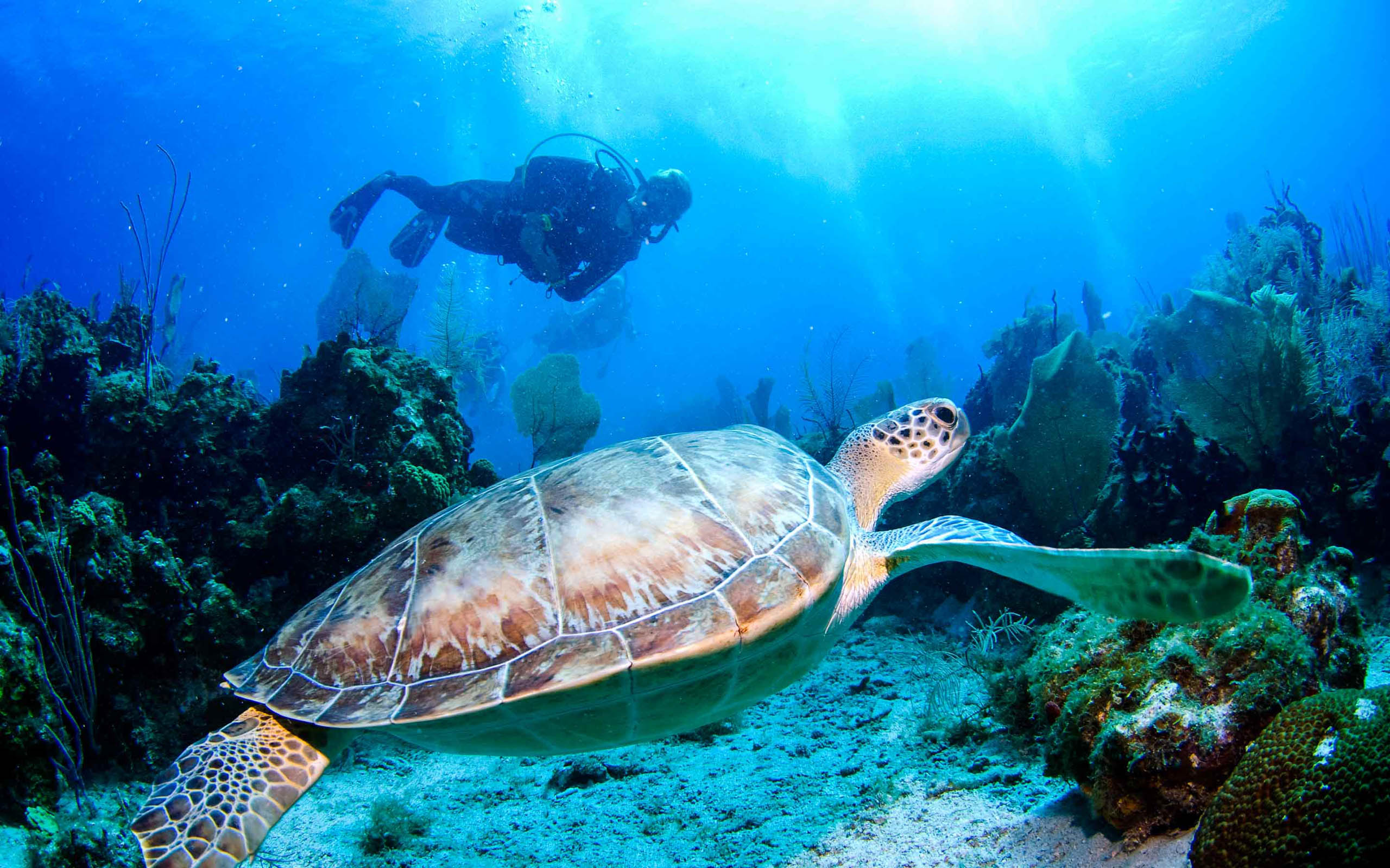 A diver is scuba diving near a turtle.