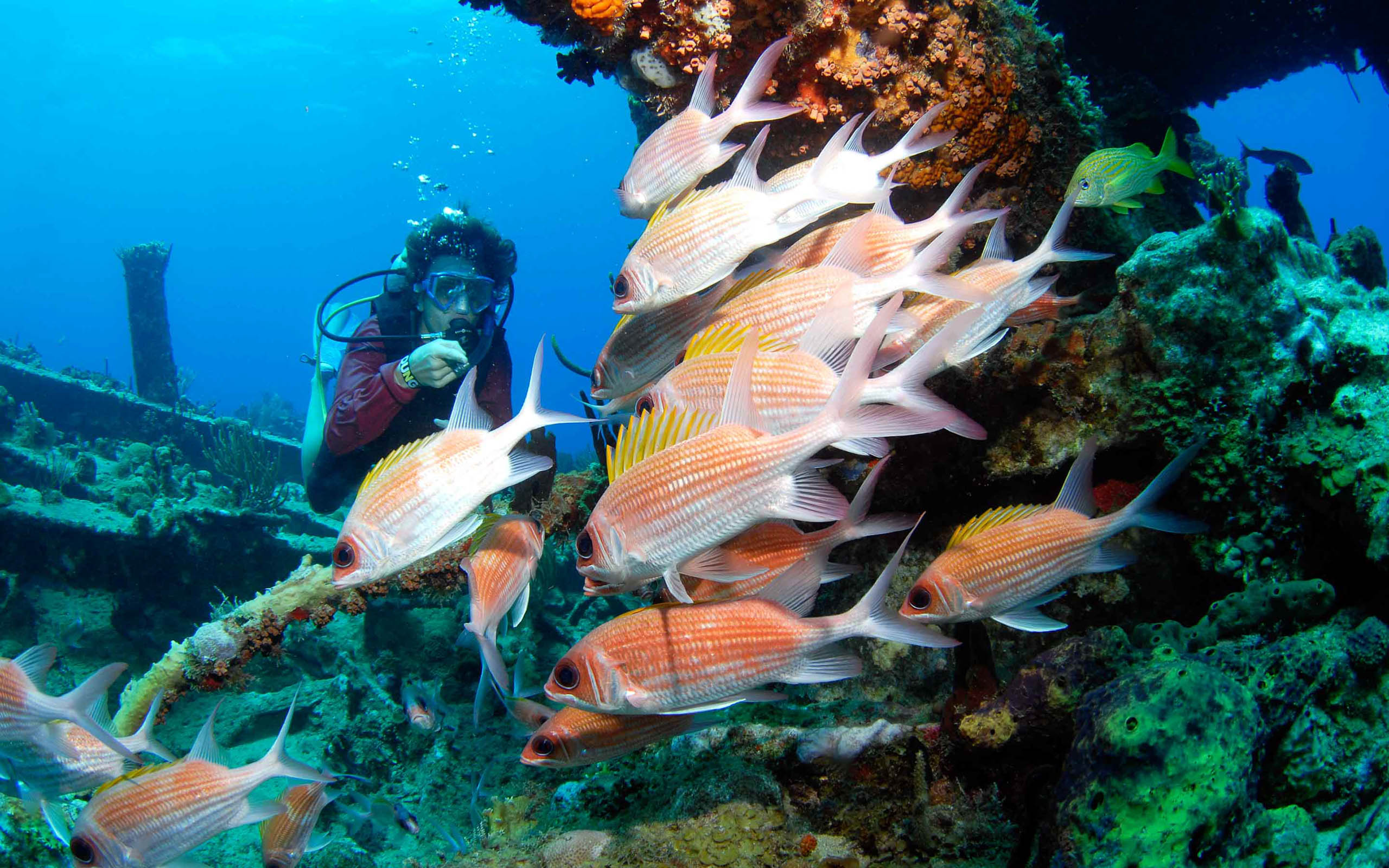 A scuba diver with a group of fish on a wreck.