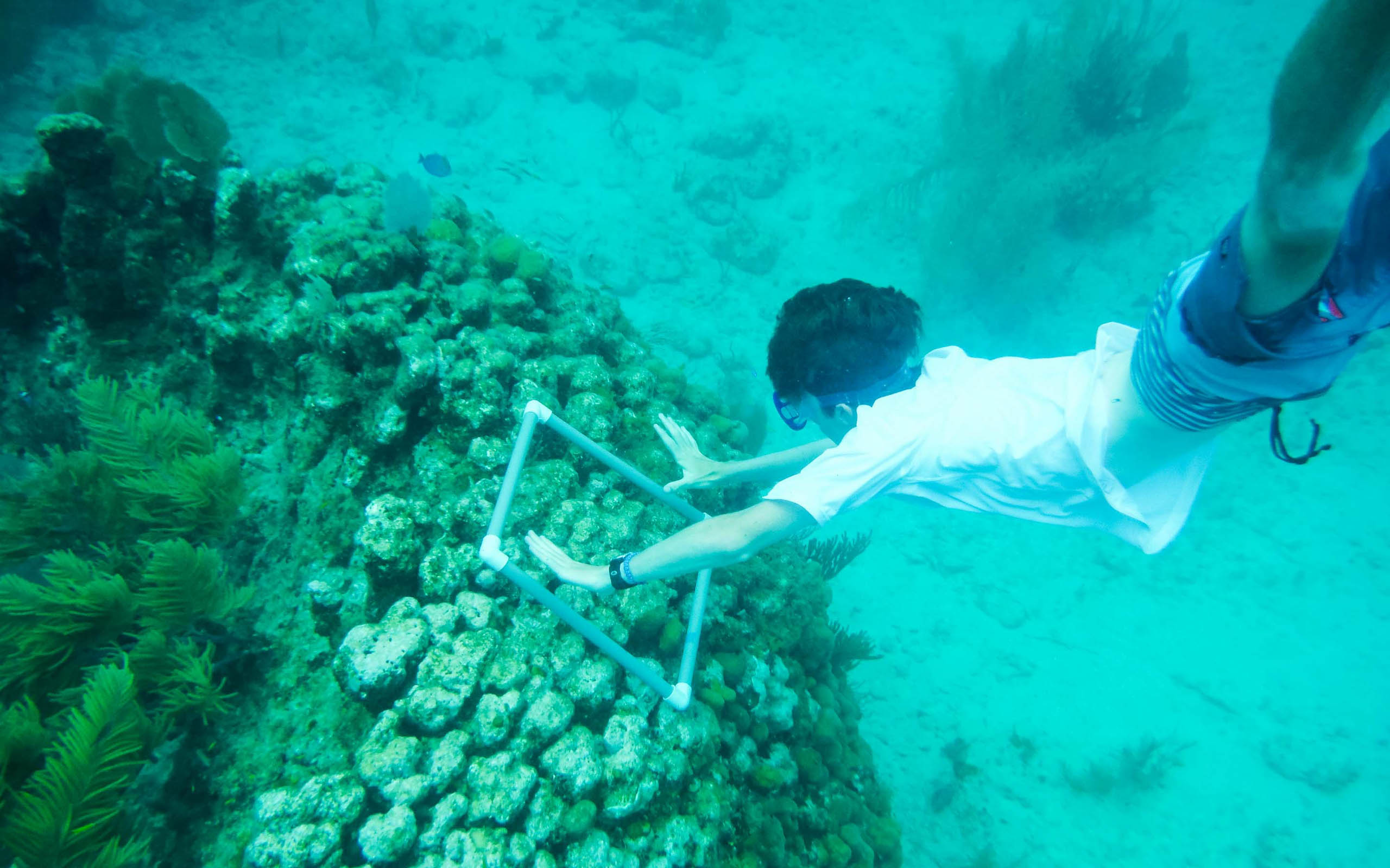 A boy is diving under a coral reef.
