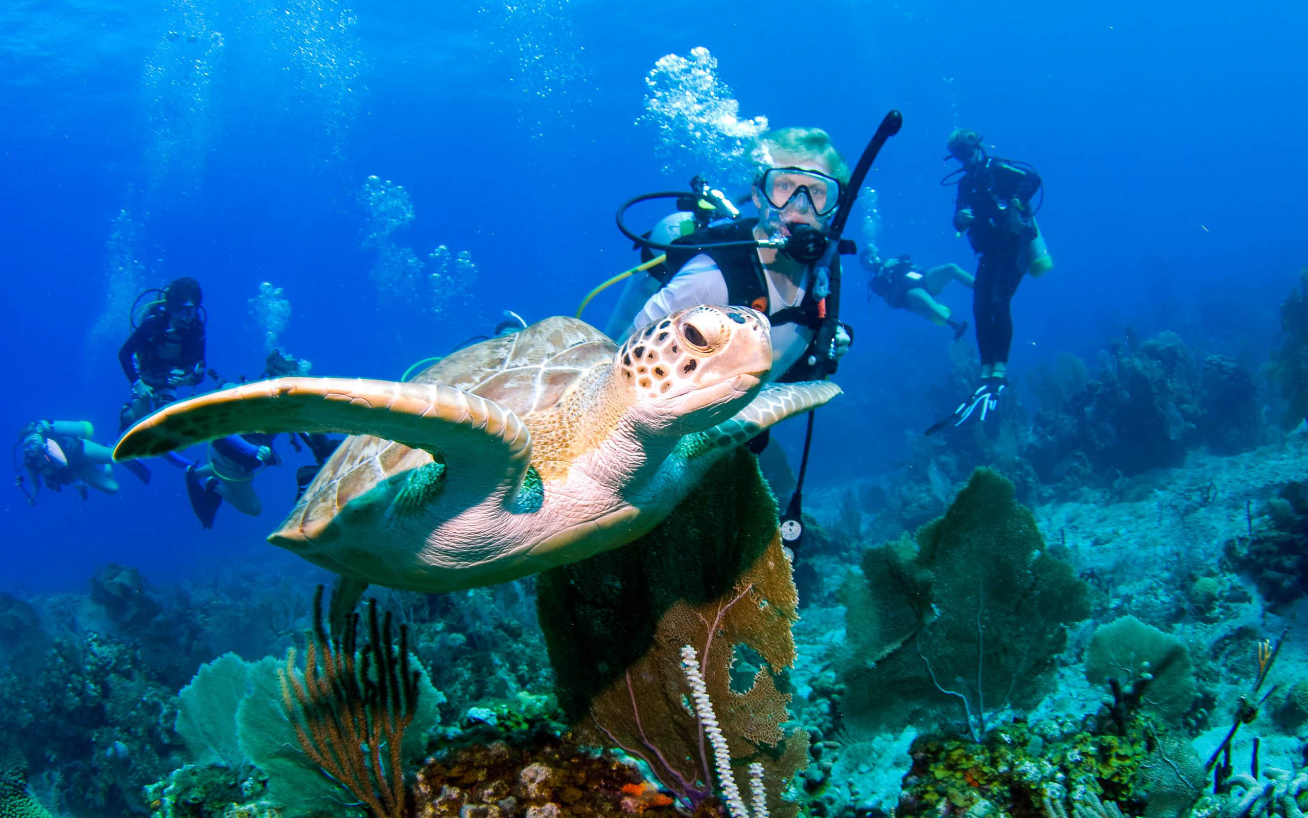 A group of people scuba diving with a turtle.