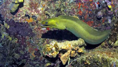 A green sea eel is swimming on a rock.