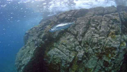 A fish swimming near a large rock in the ocean.
