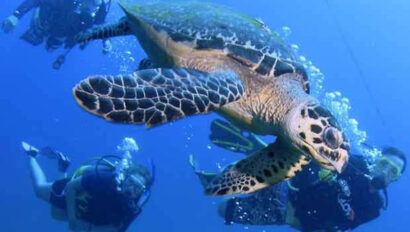 A group of people scuba diving with a turtle.