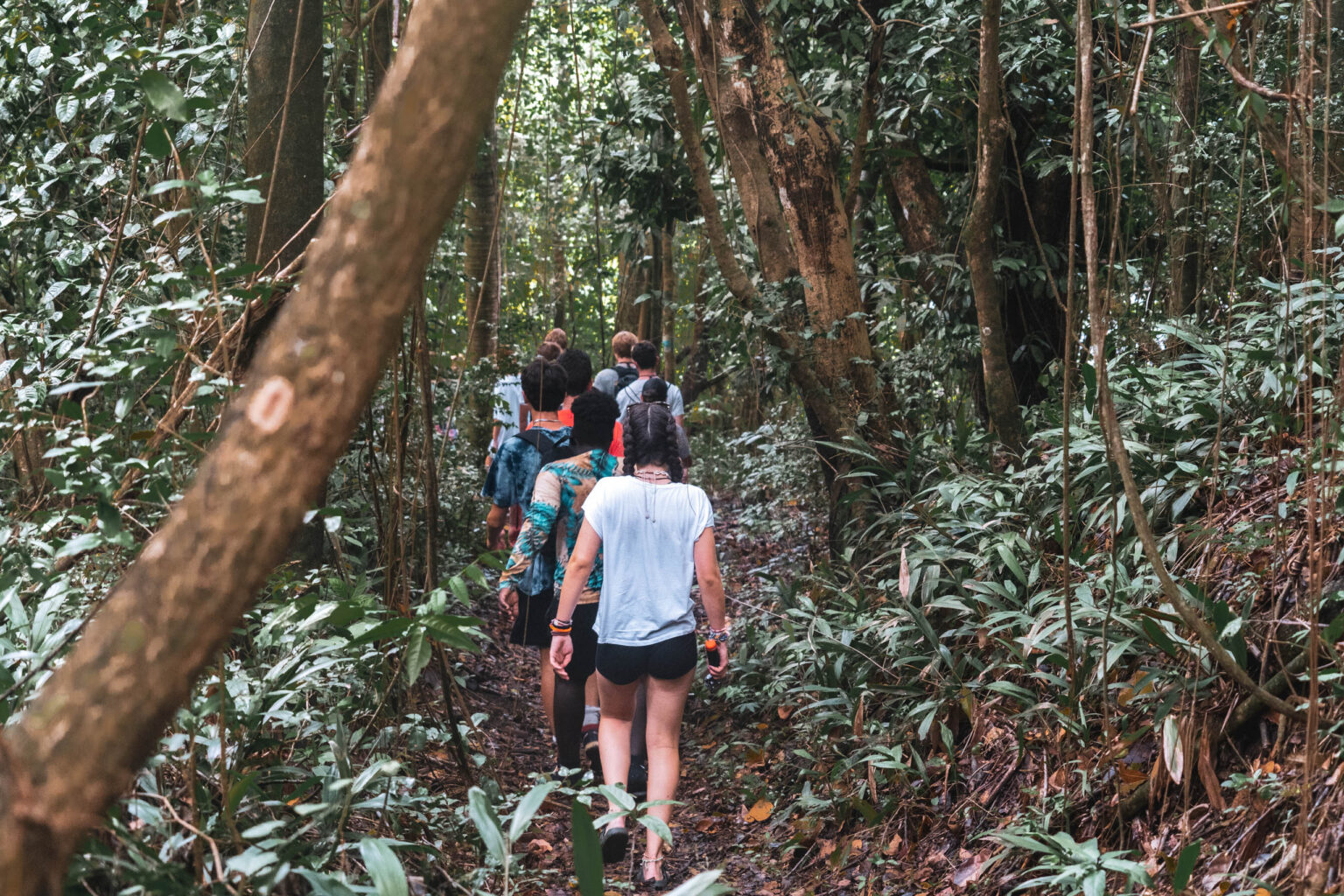 A group of people hiking through the jungle.