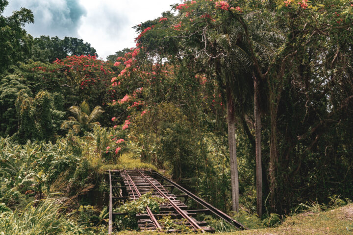 A train track in the jungle.