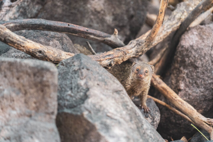 A small mongoose is hiding behind some rocks.
