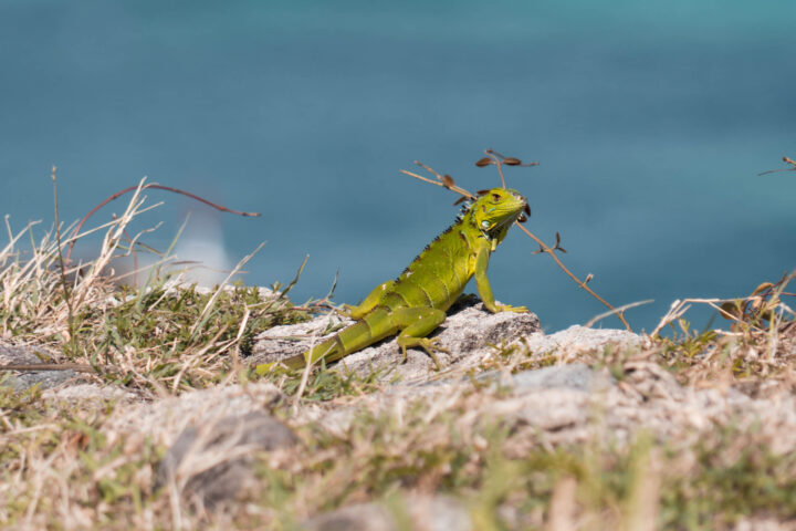 A green lizard sitting on top of a hill near the ocean.