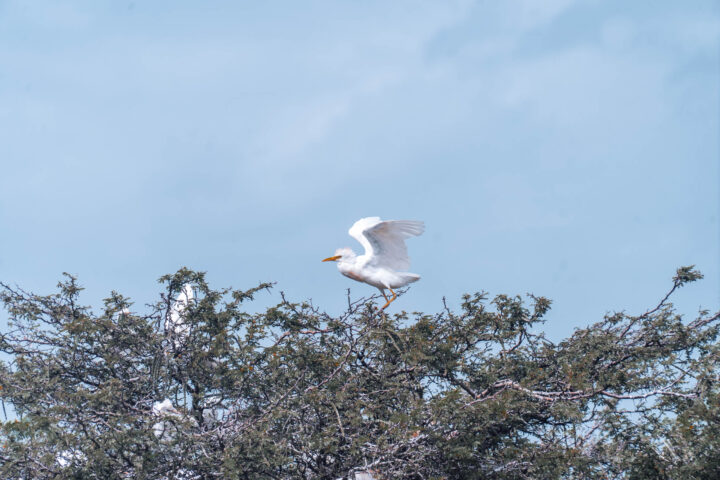 White egret perched in a tree.