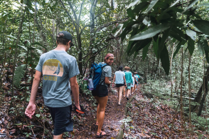 A group of people walking down a trail in the jungle.