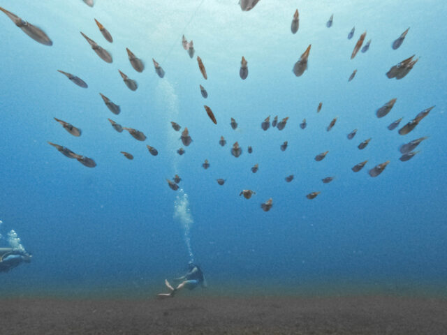 A person swimming under water with many fish.
