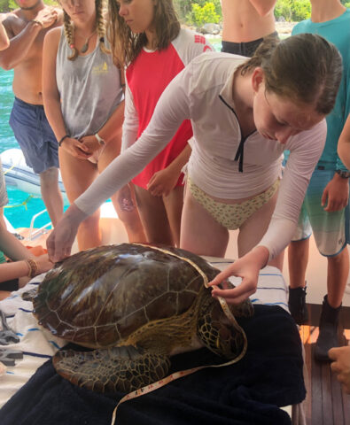 A group of people looking at a turtle.