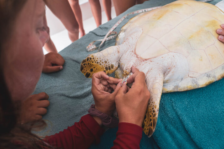 A person measuring a sea turtle.