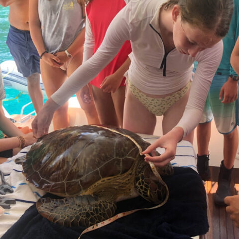 Camper measuring a turtle.