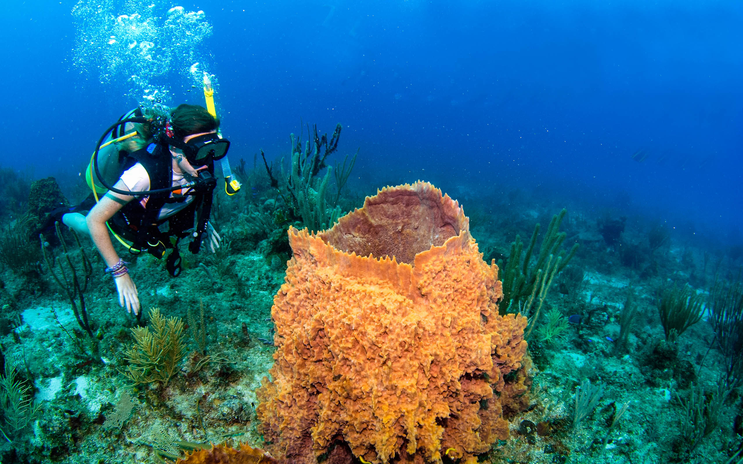 A scuba diver scuba diving near an orange sponge.