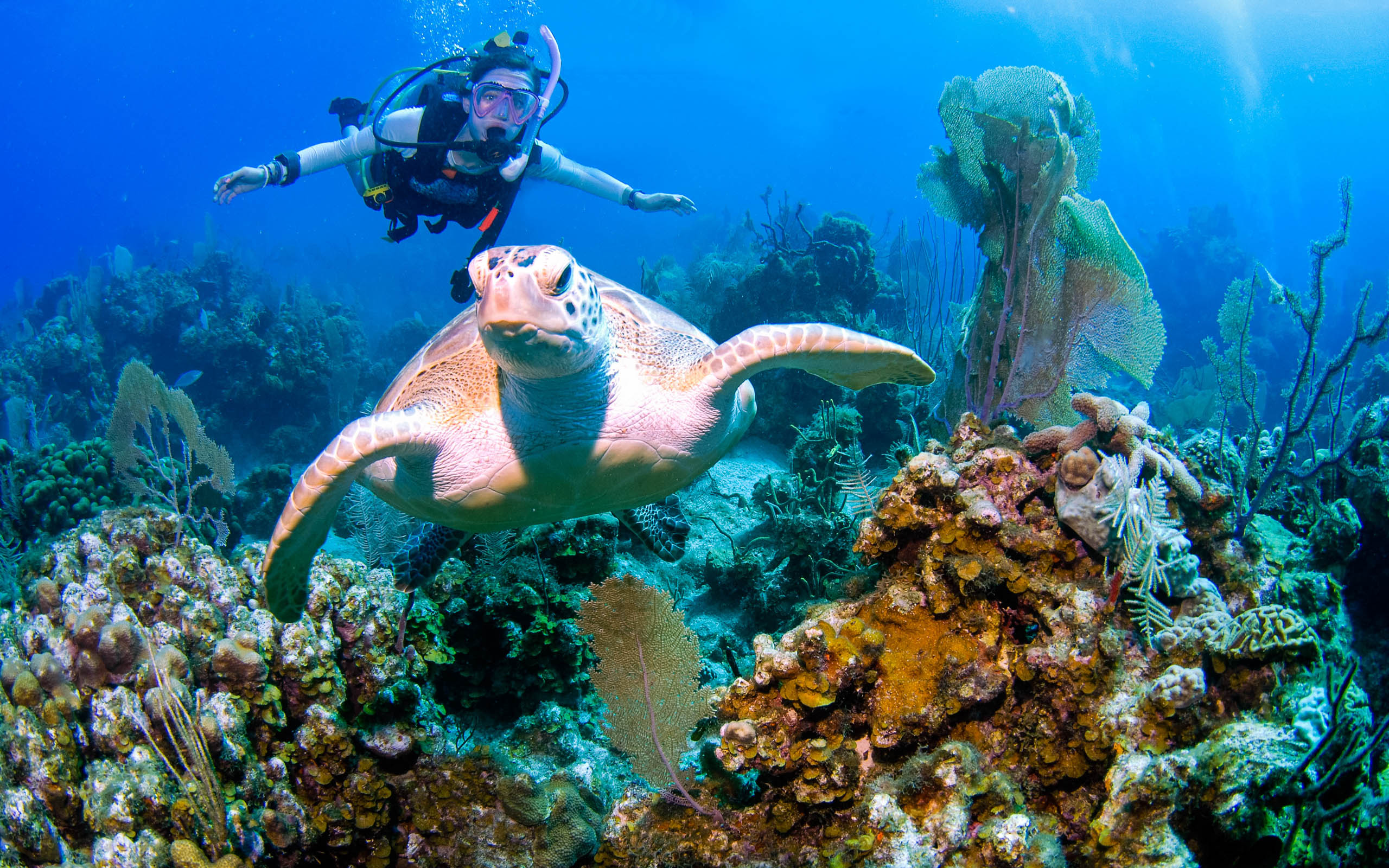 A scuba diver scuba diving with a turtle.
