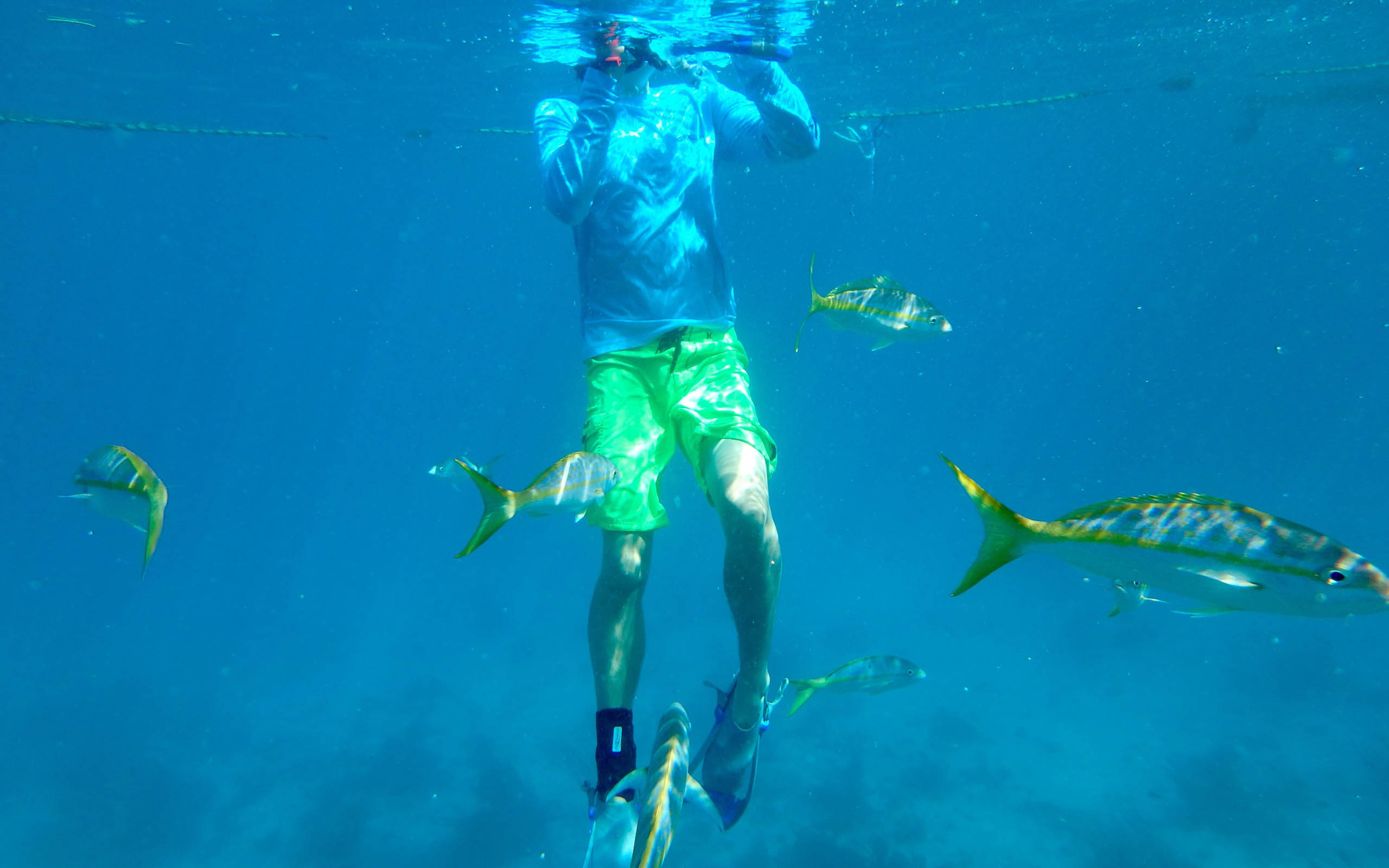 A person in the water with fish.