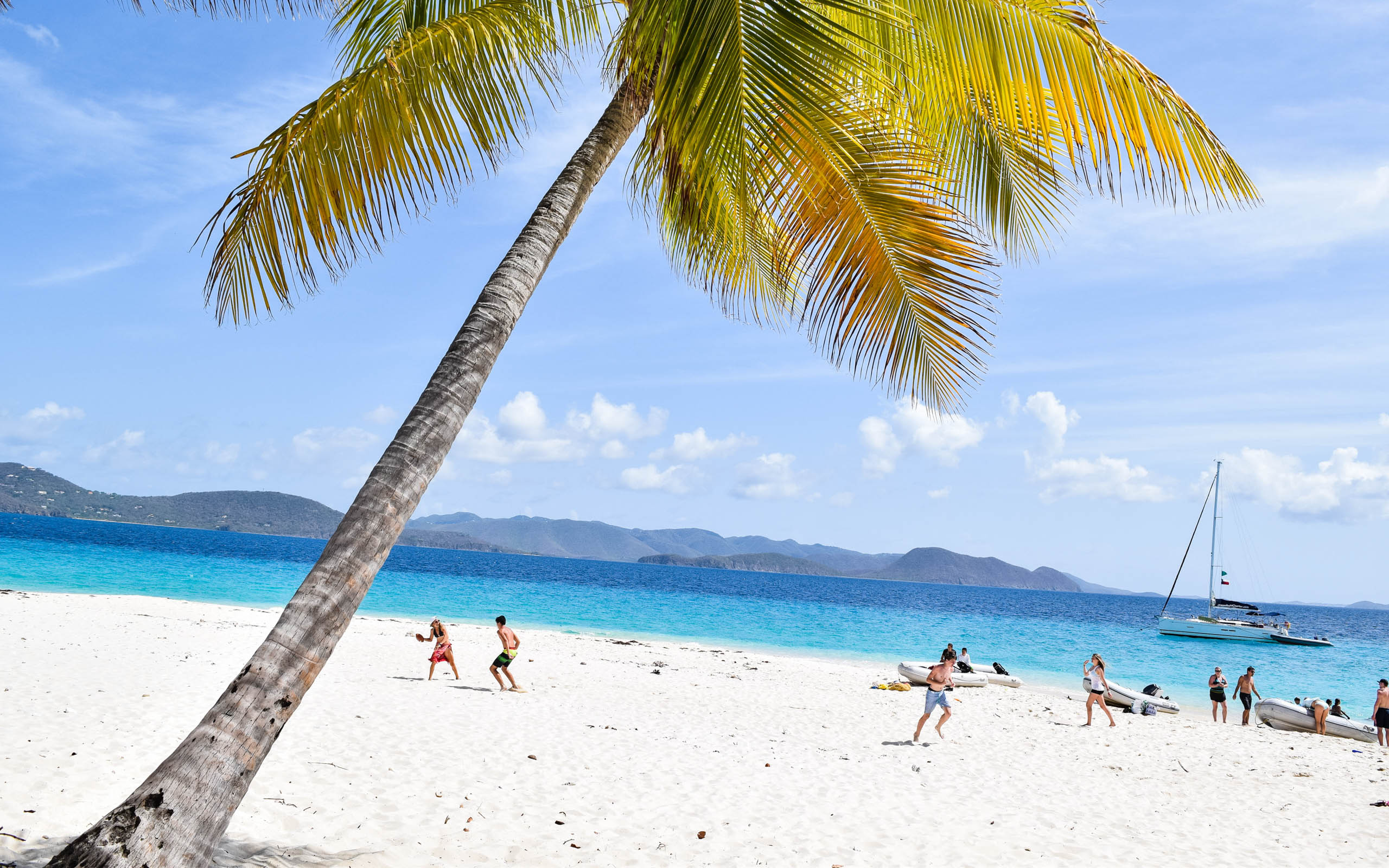 A palm tree on a beach.