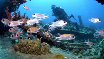 A scuba diver is surrounded by a group of fish.