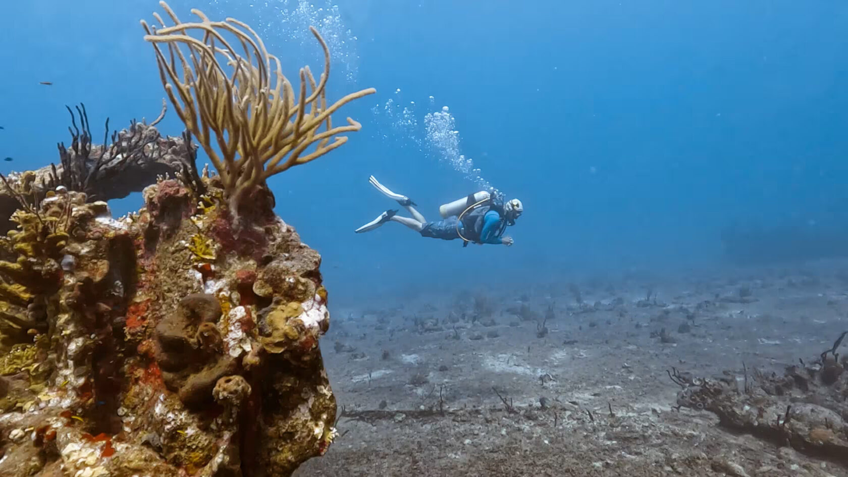 A diver is scuba diving near a coral reef.
